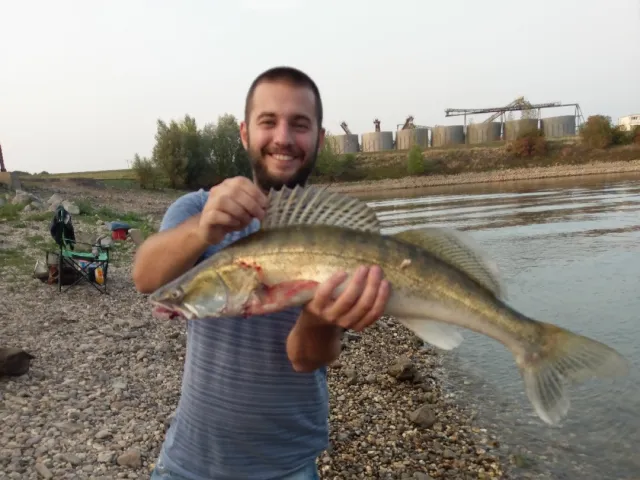 Zander