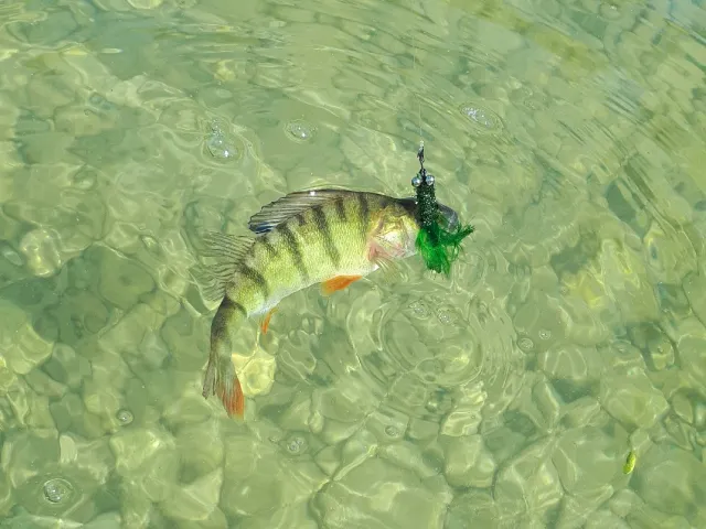 Flussbarsch