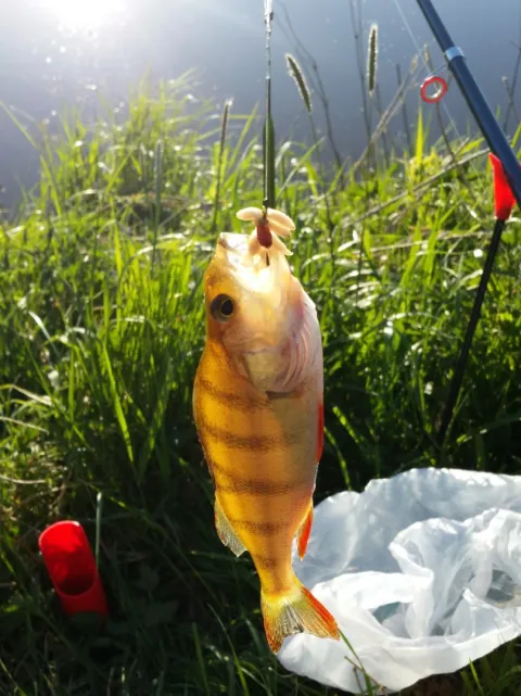 Flussbarsch