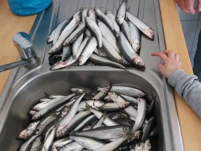 Hering