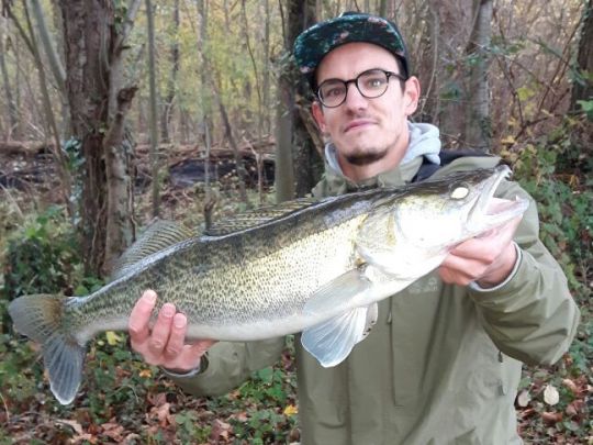 Zander