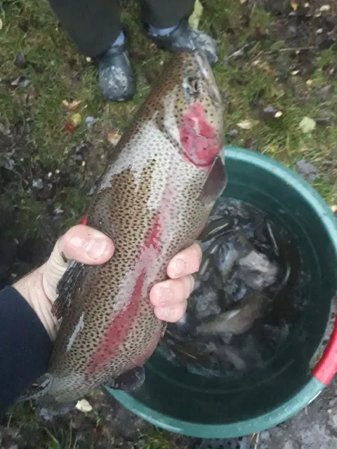 Regenbogenforelle
