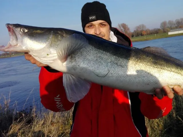Zander