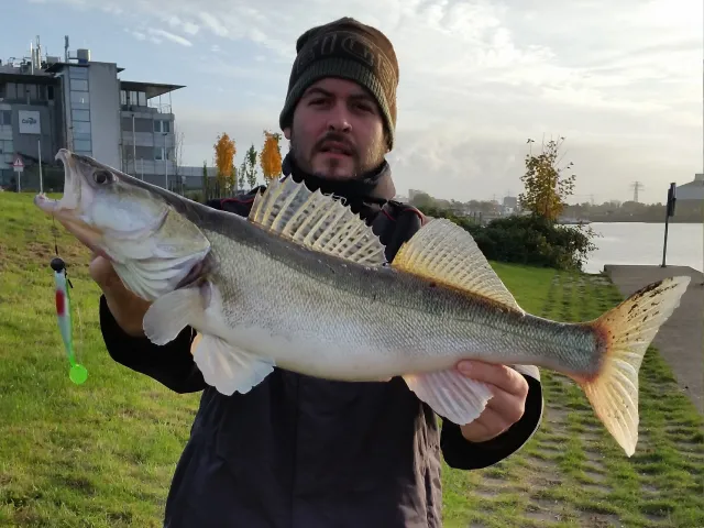 Zander