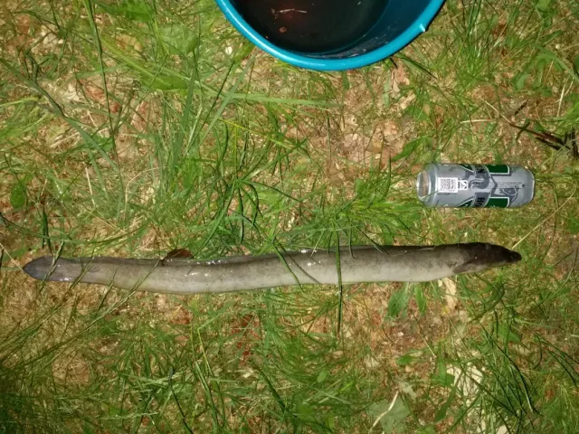 Aal