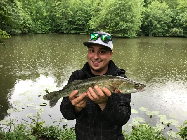 Zander