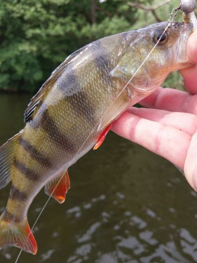 Flussbarsch