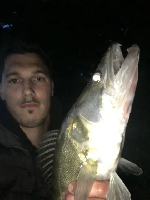 Zander
