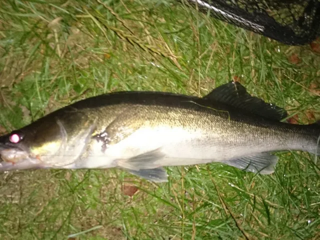 Zander