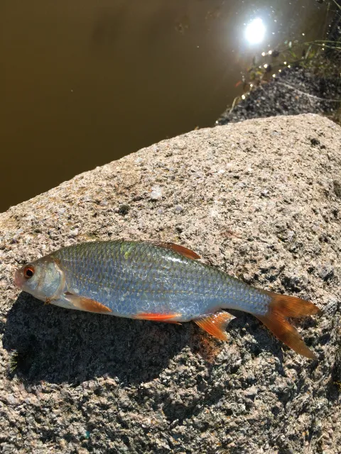 Rotauge