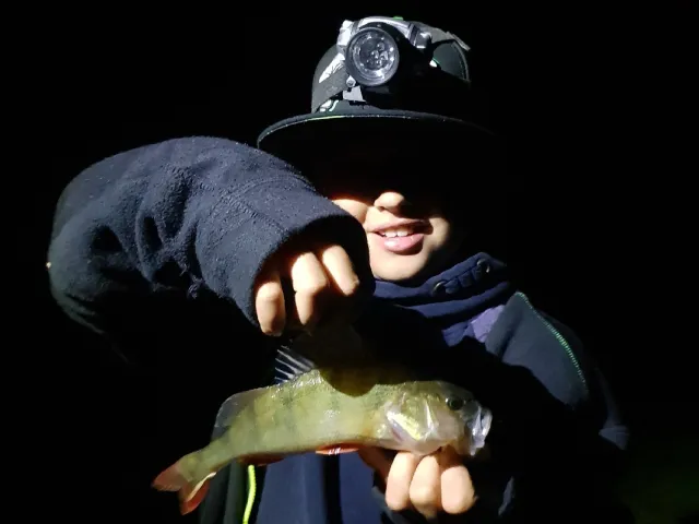 Flussbarsch