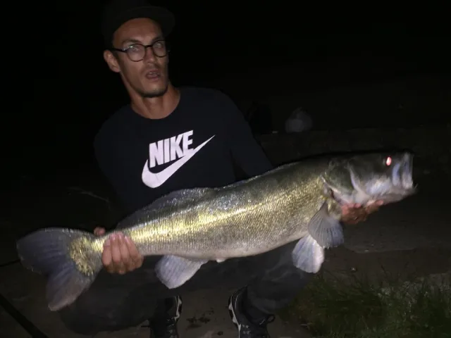 Zander