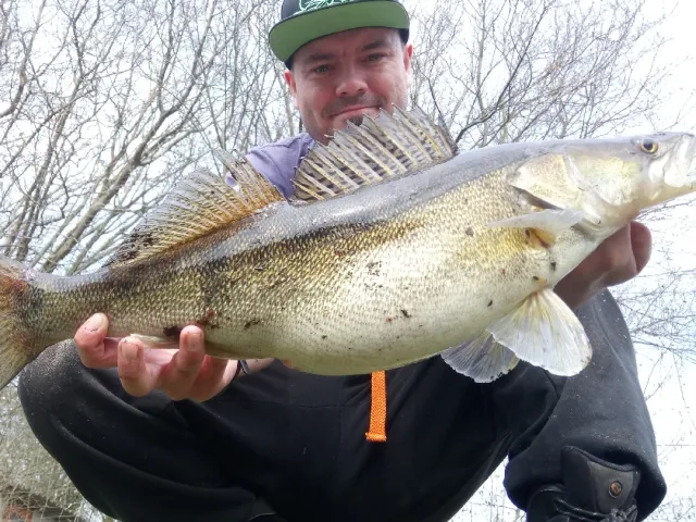 Zander