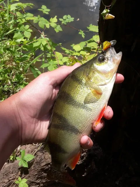 Flussbarsch
