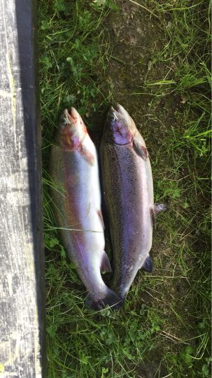 Regenbogenforelle