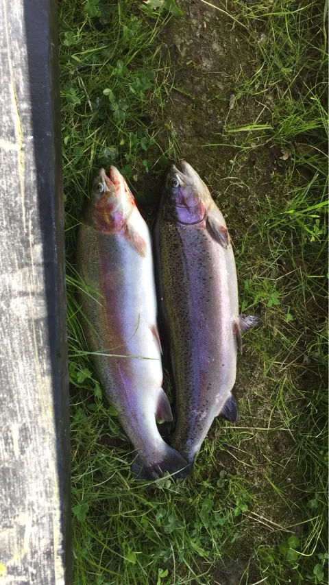 Regenbogenforelle