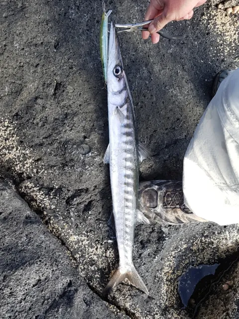 Barrakuda
