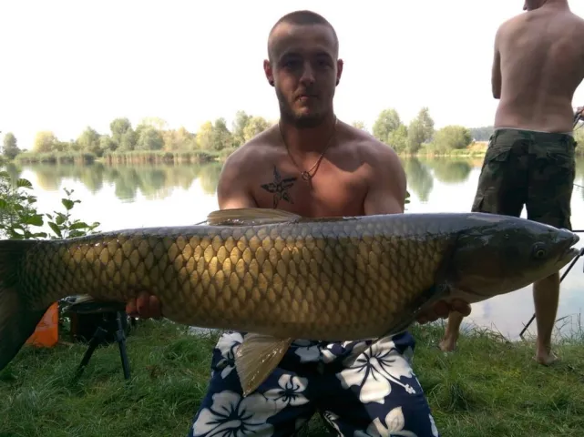 Graskarpfen