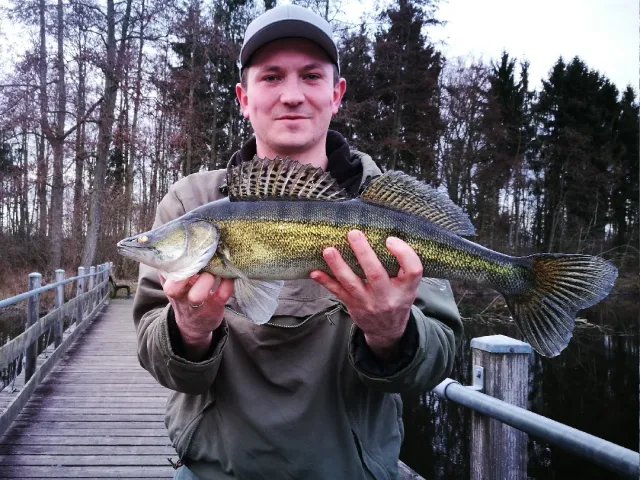 Zander