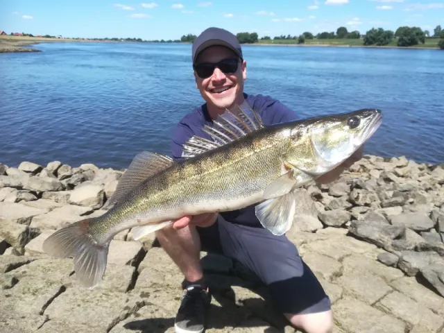 Zander