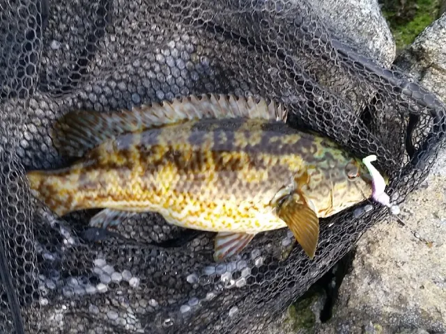 Lippfisch