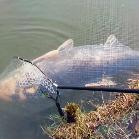 Marmorkarpfen