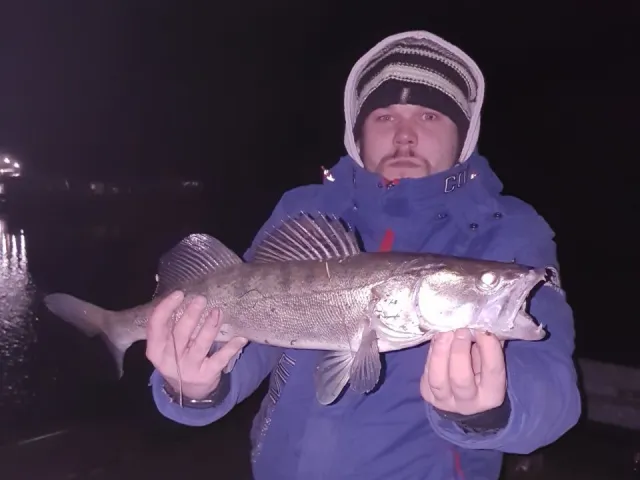 Zander