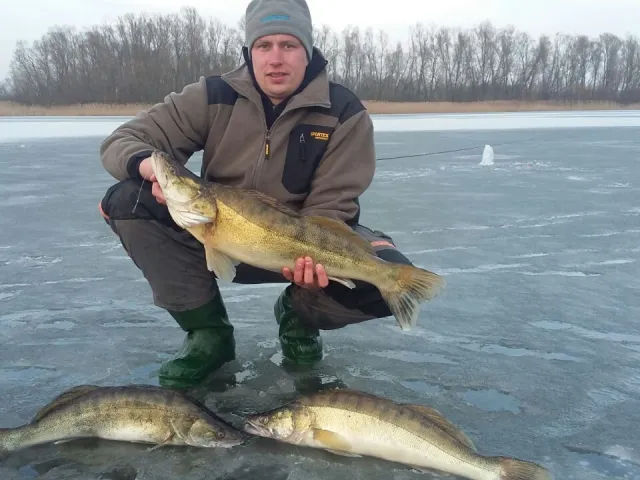 Zander
