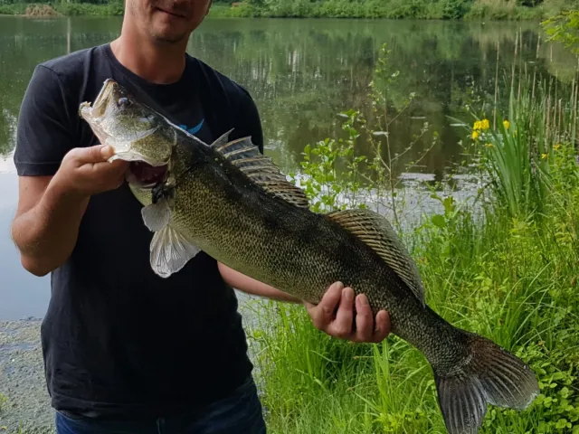 Zander