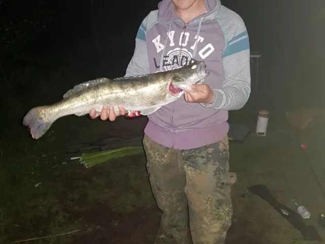 Zander