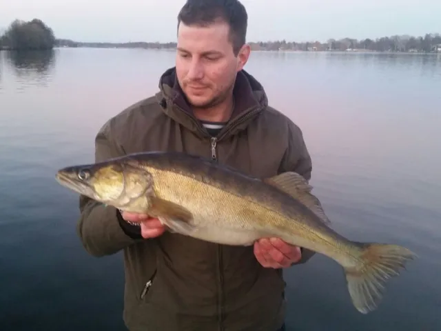Zander