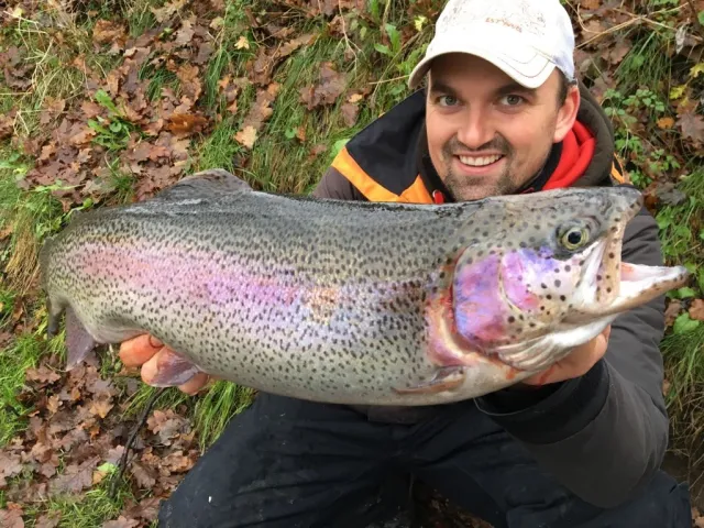 Regenbogenforelle