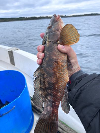 Lippfisch