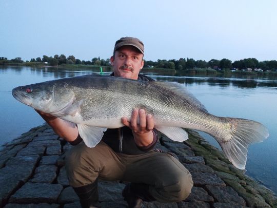 Zander