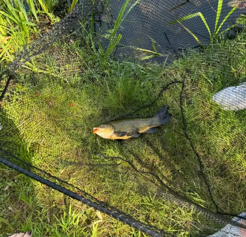 Schleie