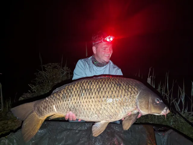 Karpfen