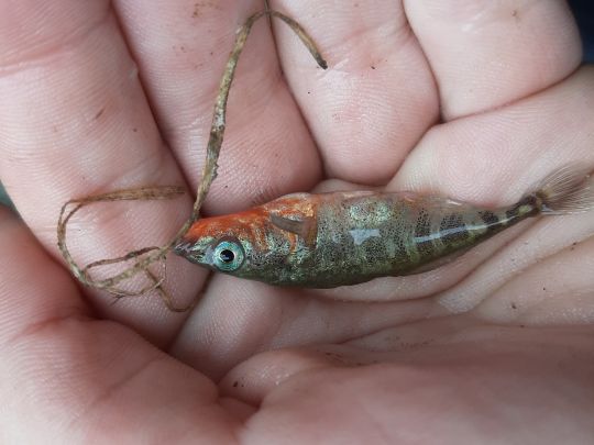 Dreistachliger Stichling