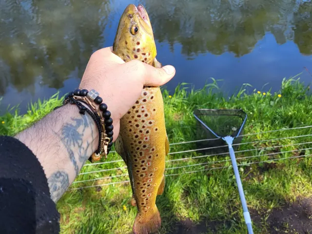 Regenbogenforelle