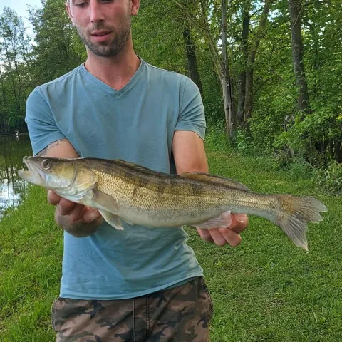 Zander