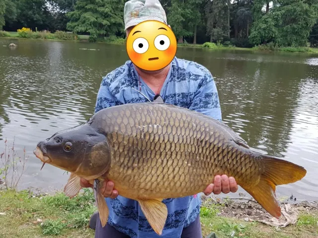 Karpfen