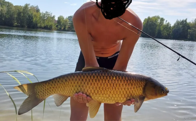Graskarpfen