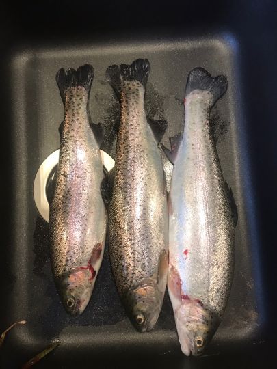 Regenbogenforelle