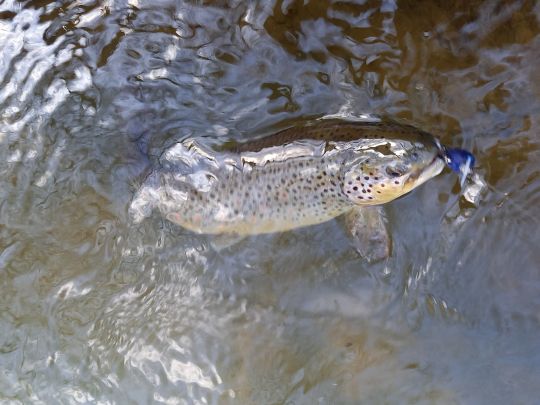 Bachforelle