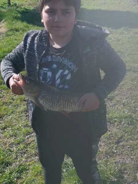 Döbel