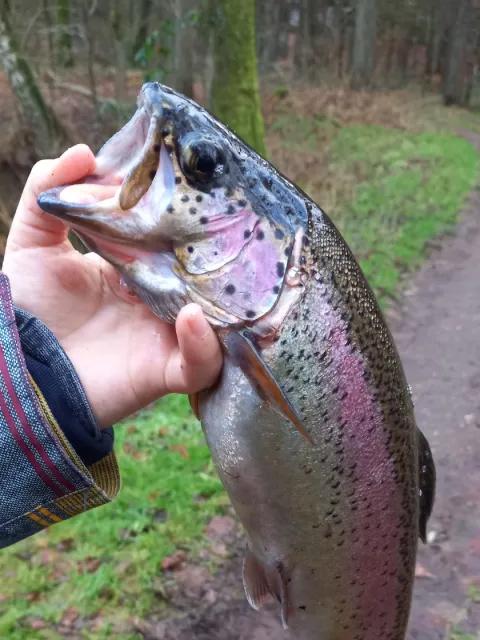 Regenbogenforelle