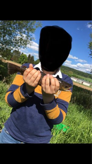 Bachforelle