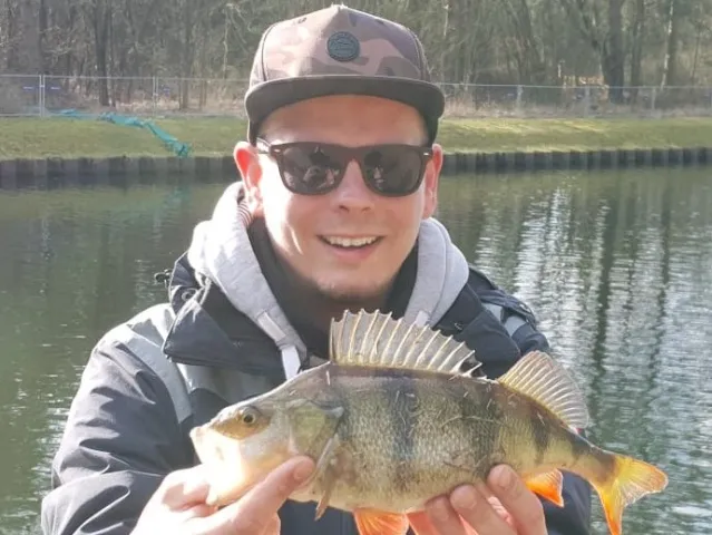 Flussbarsch