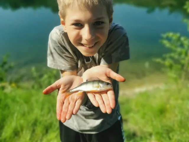 Flussbarsch