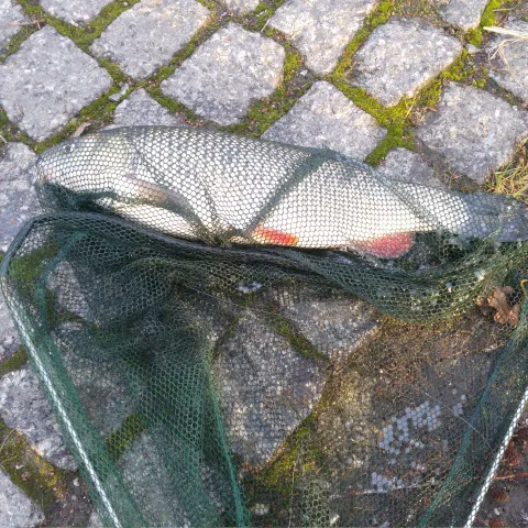 Döbel