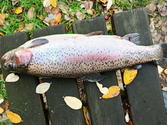 Regenbogenforelle